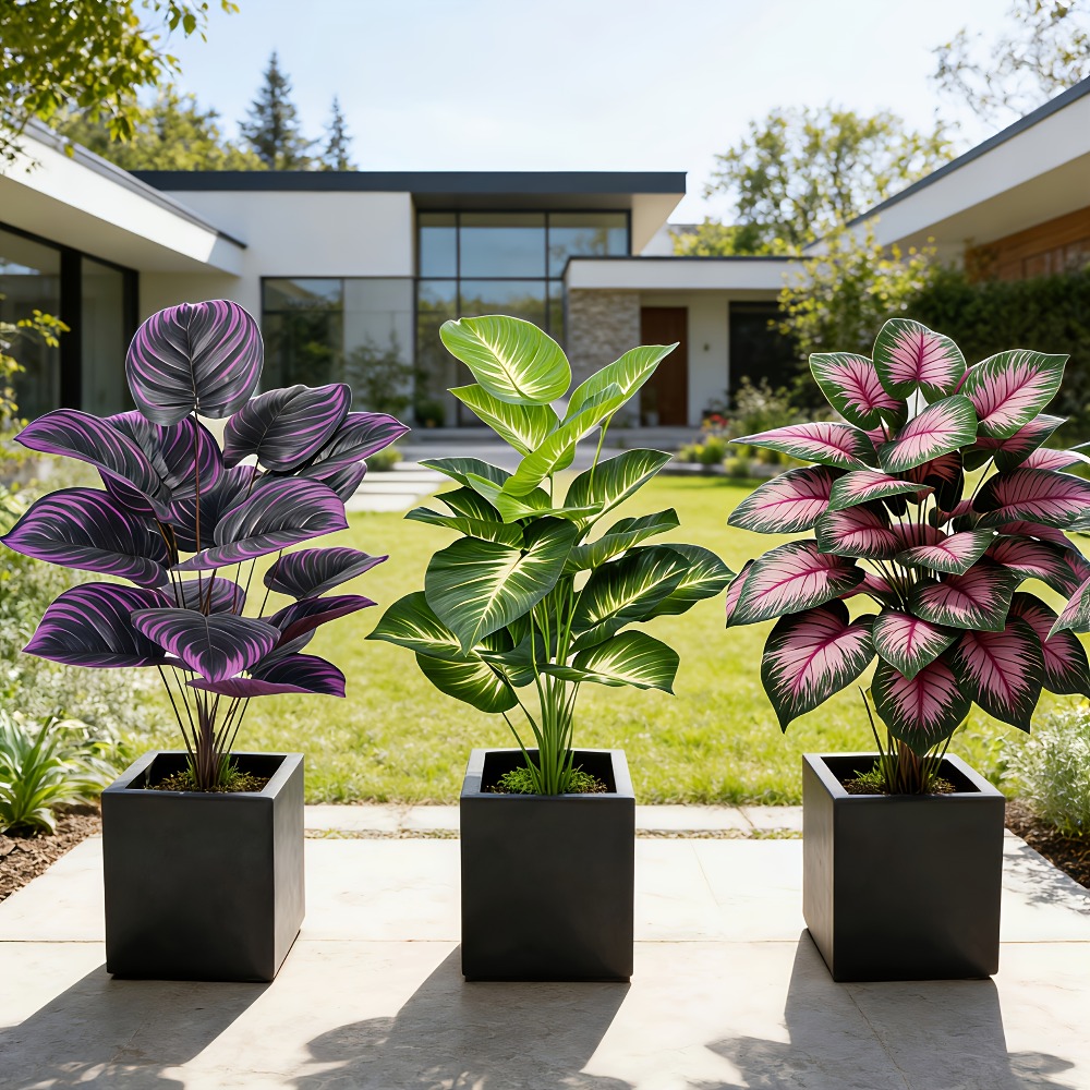 3pc Featuring Various Large-Le - Ficus Lyrata Tree 评论和价格