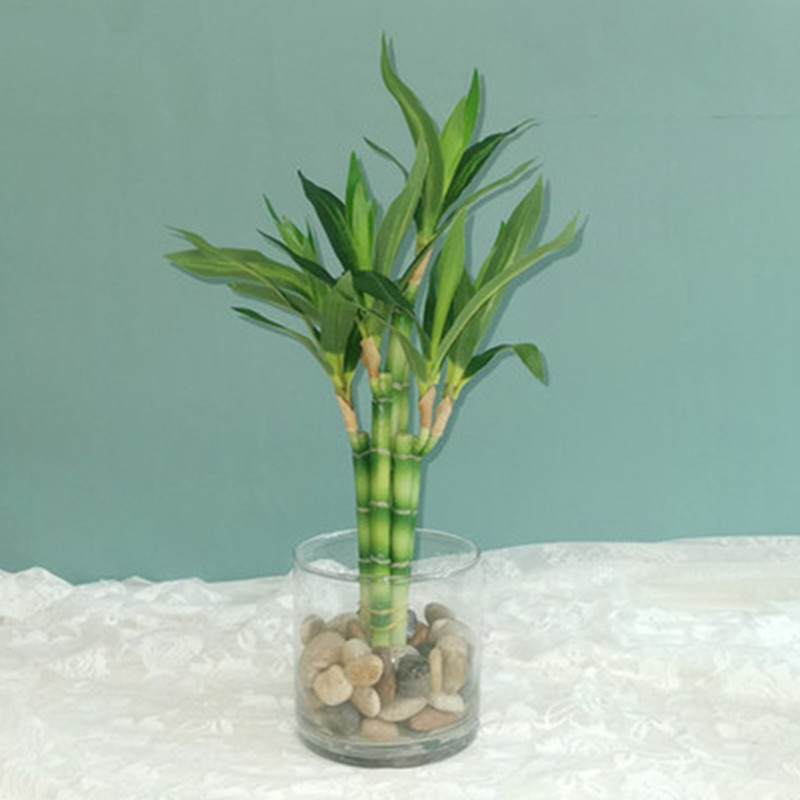 New 40cm rFtificial Lucky Bamb - Echeveria Succulent 评论和价格