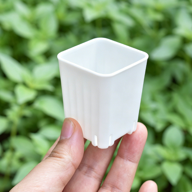 50-100Pcs 4cm Mini Thicken Whi - Echeveria Succulent 评论和价格