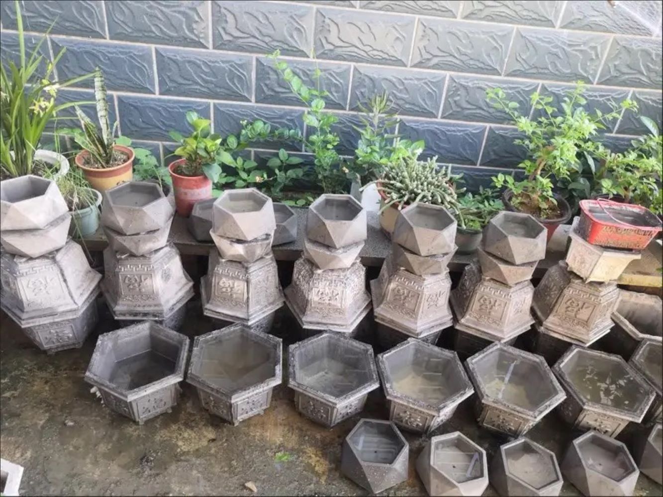 Plastic Succulent Planter Mold - Echeveria Succulent 评论和价格