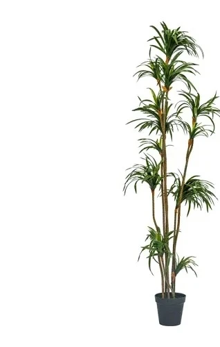 Simulation Dracaena Dracaena M - Dracaena Marginata 评论和价格