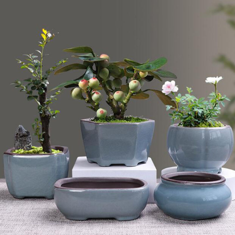 Retro Ceramic Flower Pot Aspar - Echeveria Succulent 评论和价格