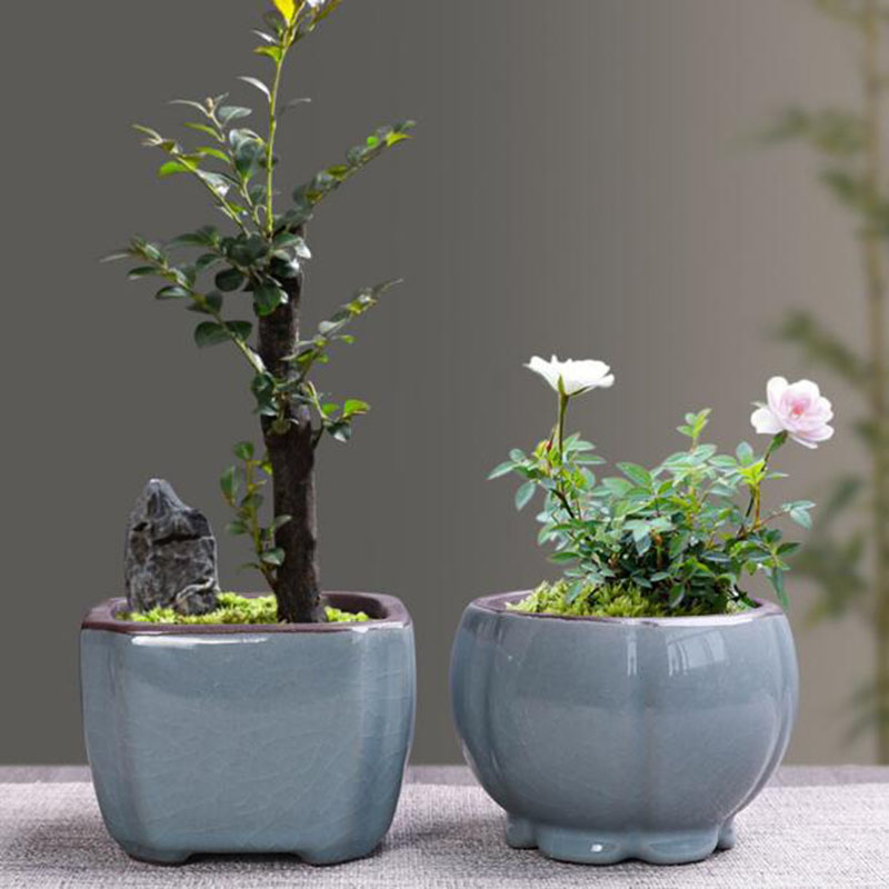 Retro Ceramic Flower Pot Aspar - Echeveria Succulent 评论和价格