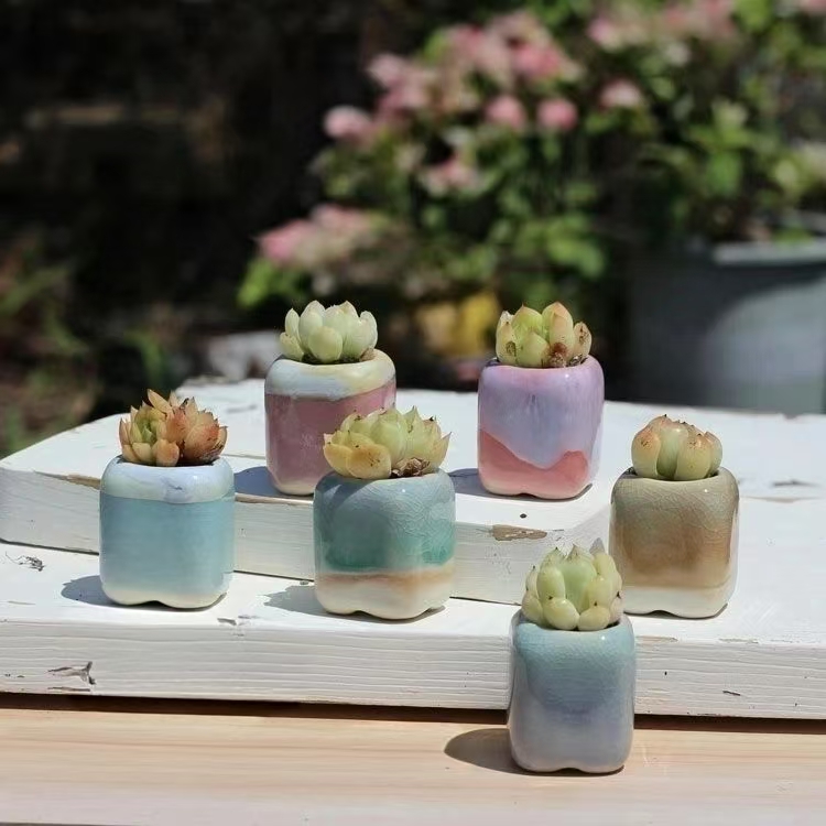 6Pcs Mini Flowerpot Succulents - Echeveria Succulent 评论和价格